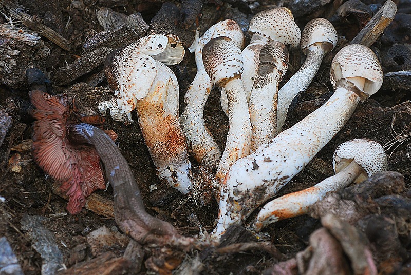 Leucoagaricus-bresadolae-06.jpg