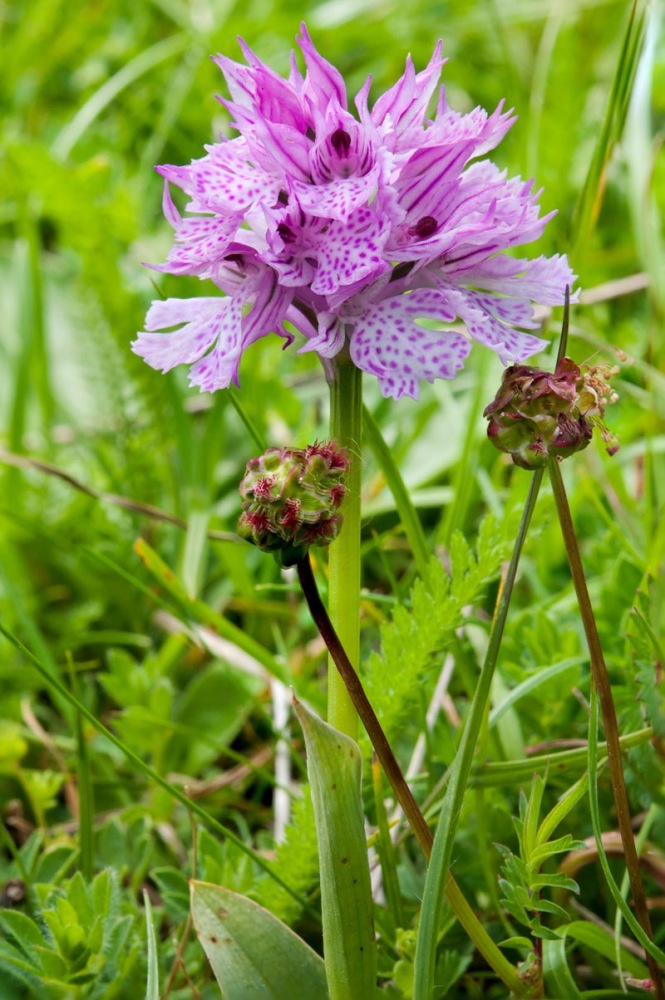 Neotinea-tridentata-297_303_2024.jpg