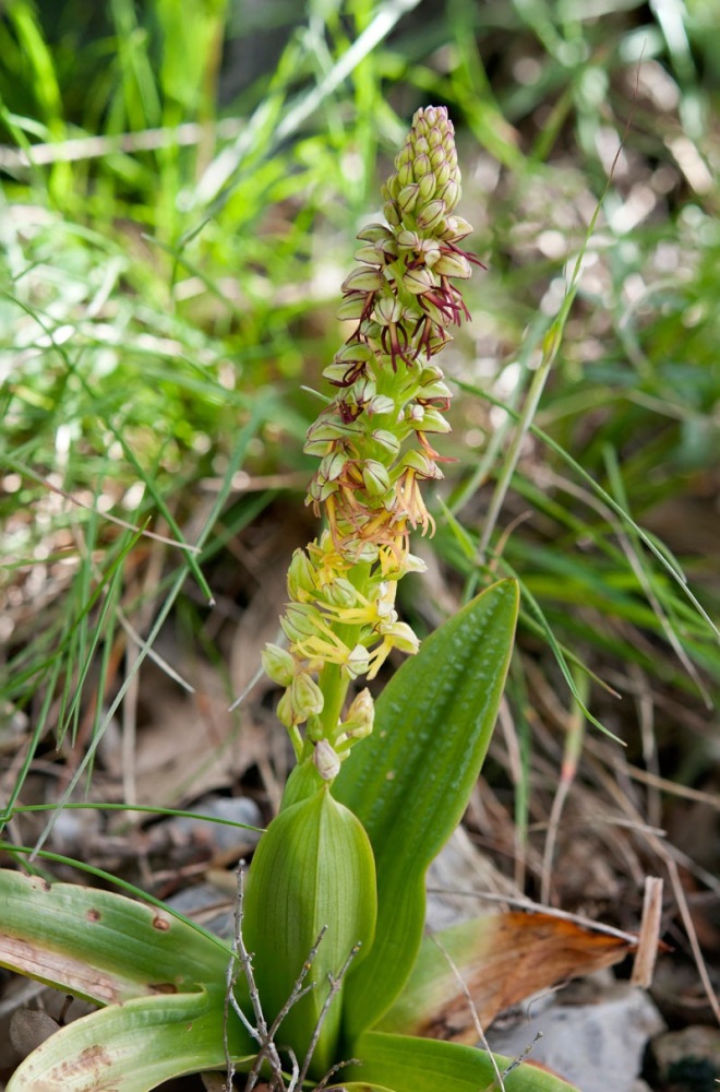 Orchis-anthropophora-9959_65_2024.jpg