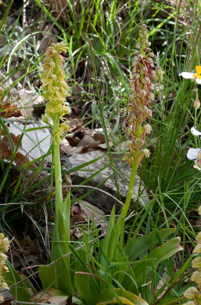 Orchis-anthropophora-9993_96_2024.jpg