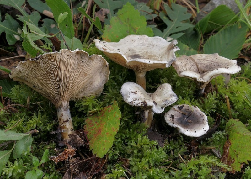 Clitocella colorata.jpg