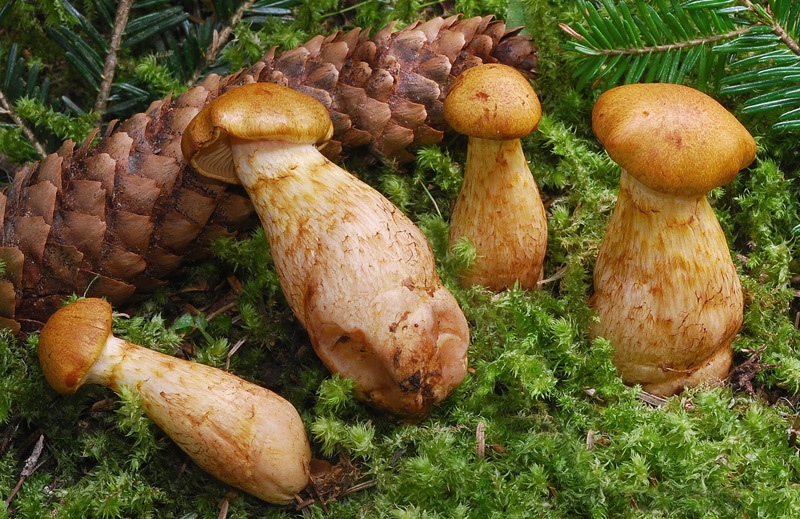 Cortinarius-callisteus-oppure-tofaceus----Odore-Fe-surriscaldato-02-3.jpg