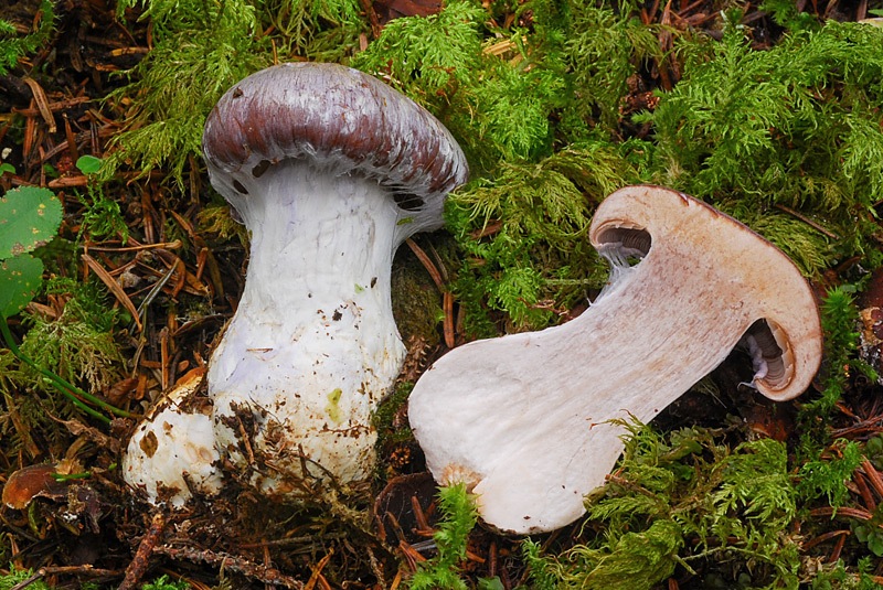 Cortinarius-cumatilis-02-7.jpg