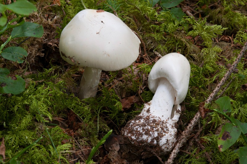 Amanita-virosa-5857_60_2024.jpg