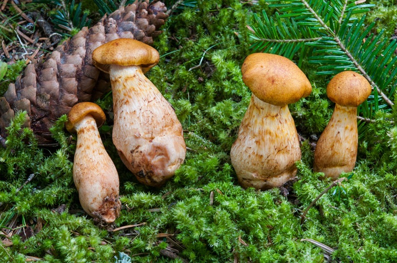 Aureonarius-callisteus-5486_87_2024.jpg