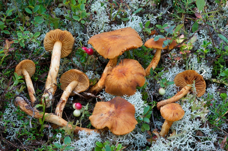 Aureonarius-limonius-5001_07_2024.jpg