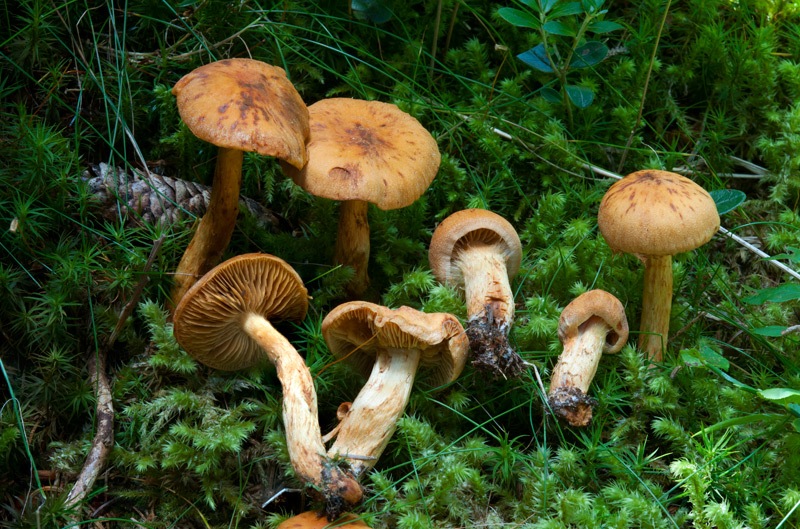 Aureonarius-limonius-5073_77_2024.jpg