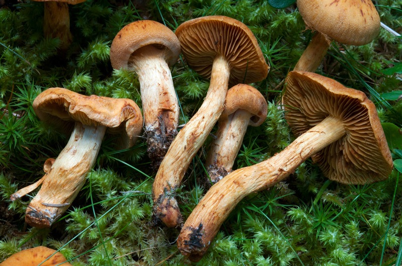 Aureonarius-limonius-5088_91_2024.jpg