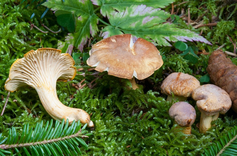 Cantharellus-amethysteus-5971_73_2024.jpg