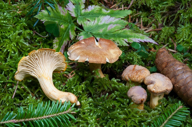 Cantharellus-amethysteus-5974_75_2024.jpg
