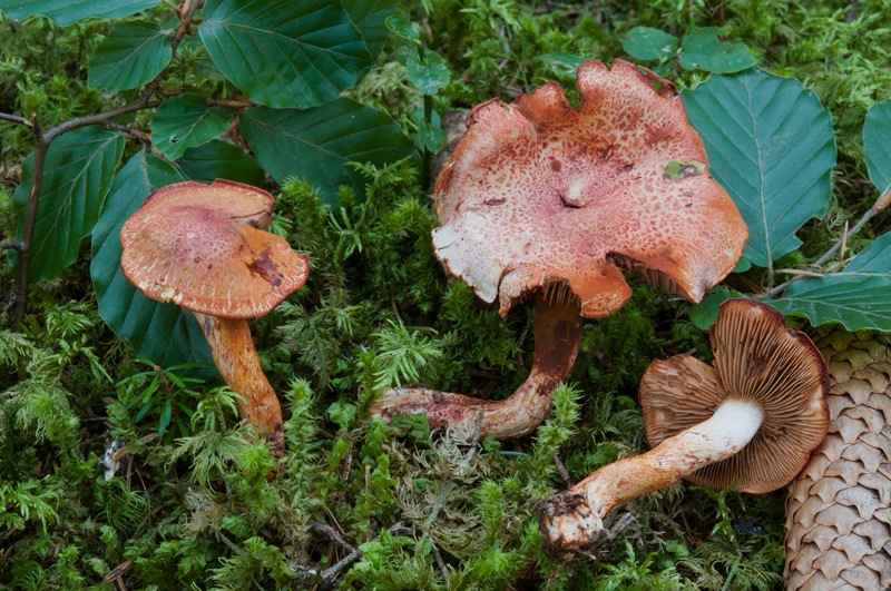 Cortinarius-bolaris-5449_50_2024.jpg