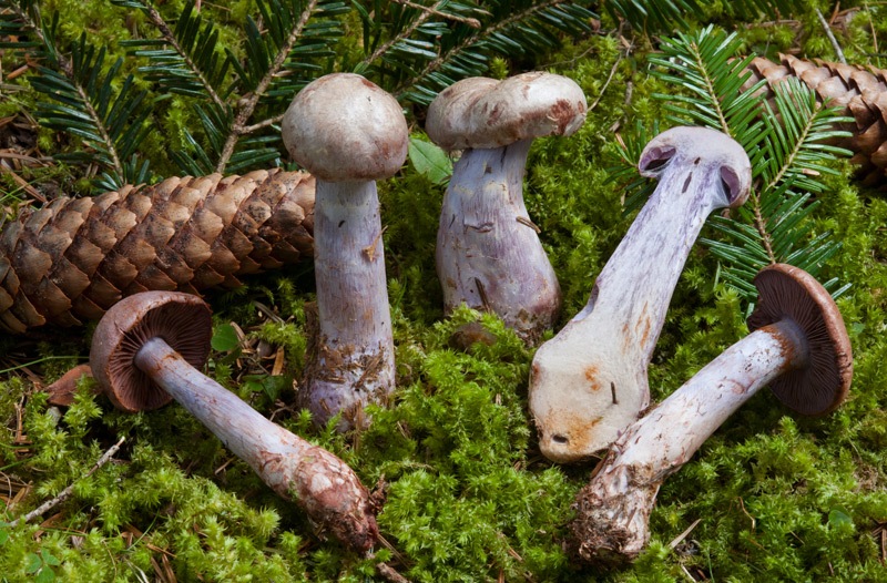 Cortinarius-camphoratus-5463_67_2024.jpg