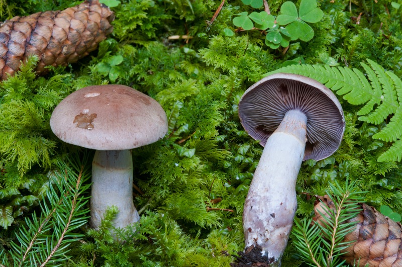Cortinarius-camphoratus-5903_04_2024.jpg