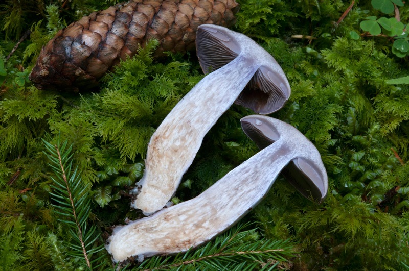 Cortinarius-camphoratus-5907_08_2024.jpg