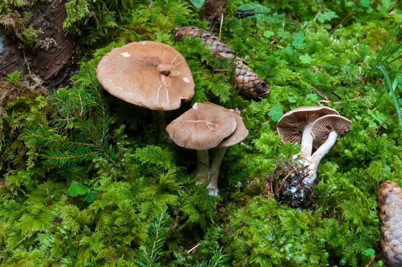 Cortinarius-caninus-5917_18_2024.jpg