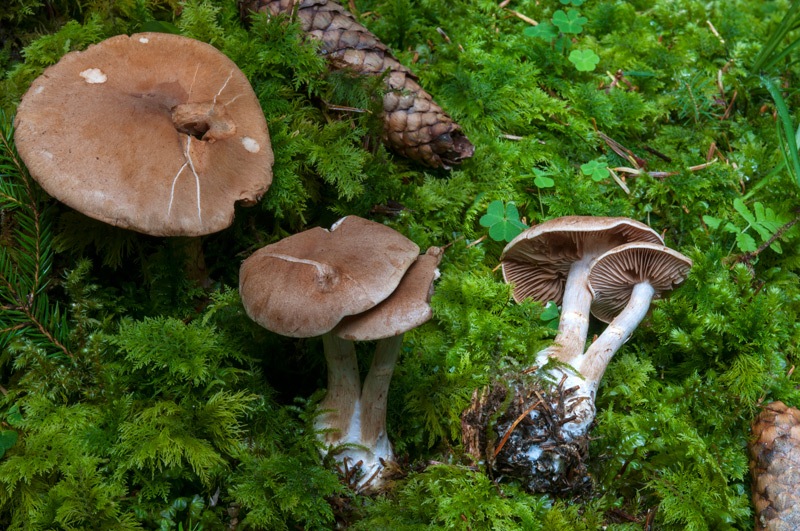 Cortinarius-caninus-5919_20_2024.jpg