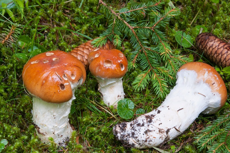 Cortinarius-claricolor-6158_59_2024.jpg