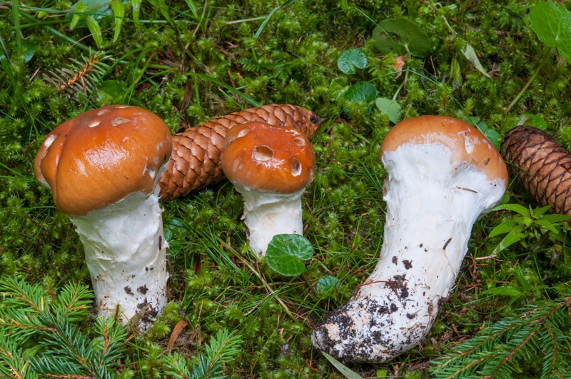 Cortinarius-claricolor-6162_63_2024.jpg