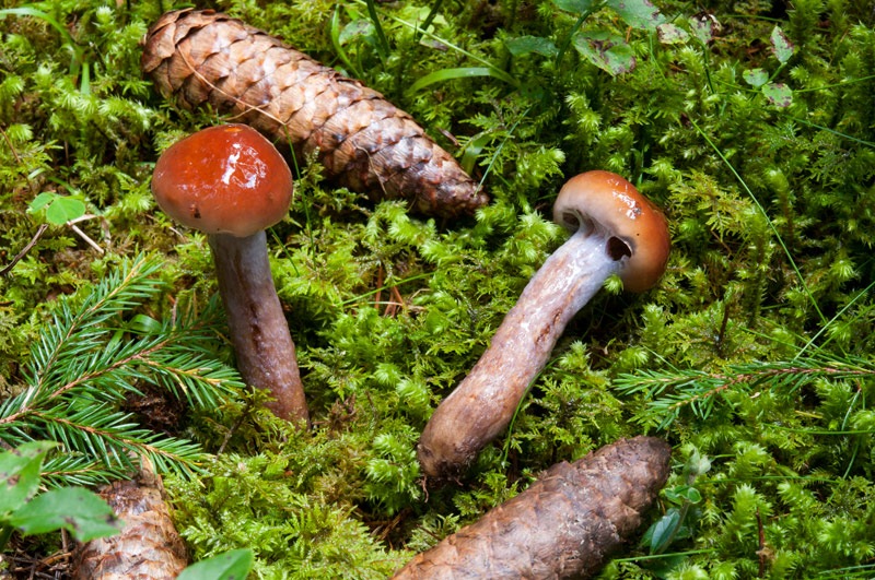 Cortinarius-collinitus-6098_99_2024.jpg