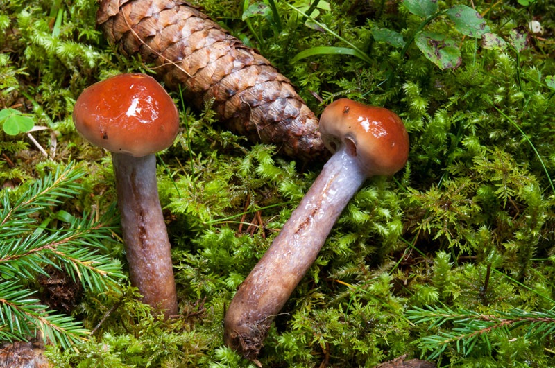 Cortinarius-collinitus-6100_01_2024.jpg