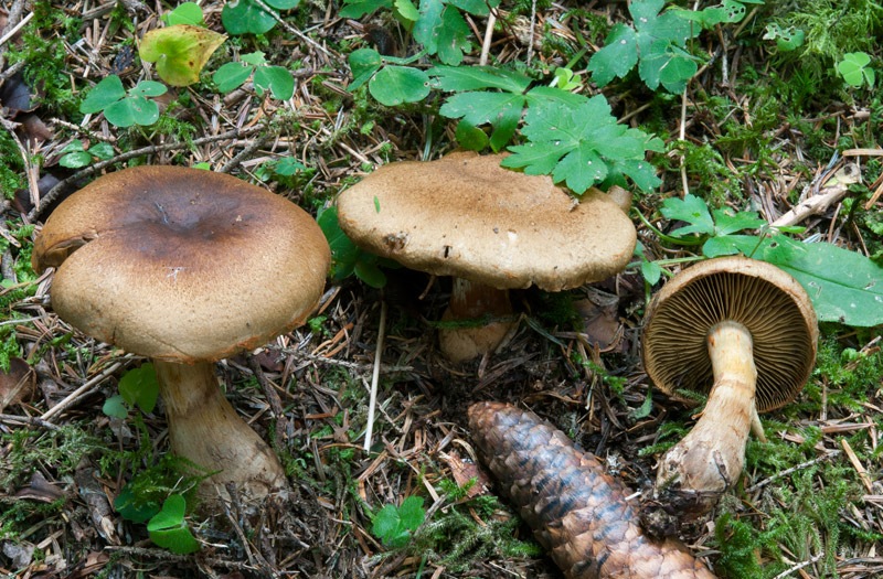 Cortinarius-cotoneus-4876_80_2024.jpg
