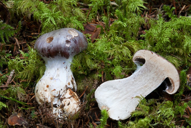 Cortinarius-cumatilis-4926_30_2024.jpg