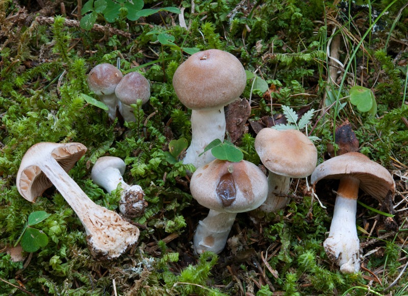 Cortinarius-malachius-4984_89_2024.jpg