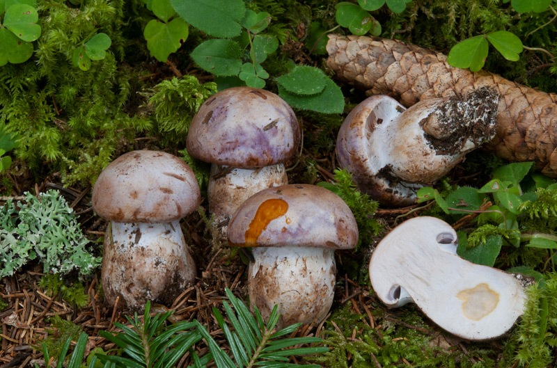 Cortinarius-variecolor-5976_79_2024.jpg