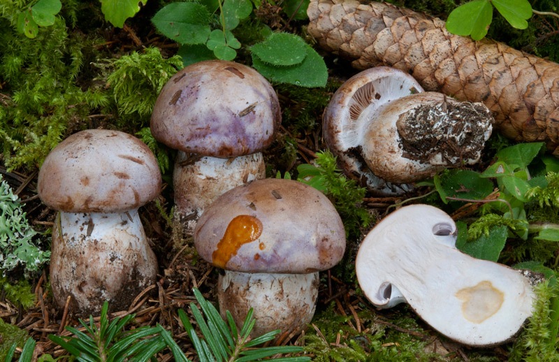 Cortinarius-variecolor-5984_87_2024.jpg