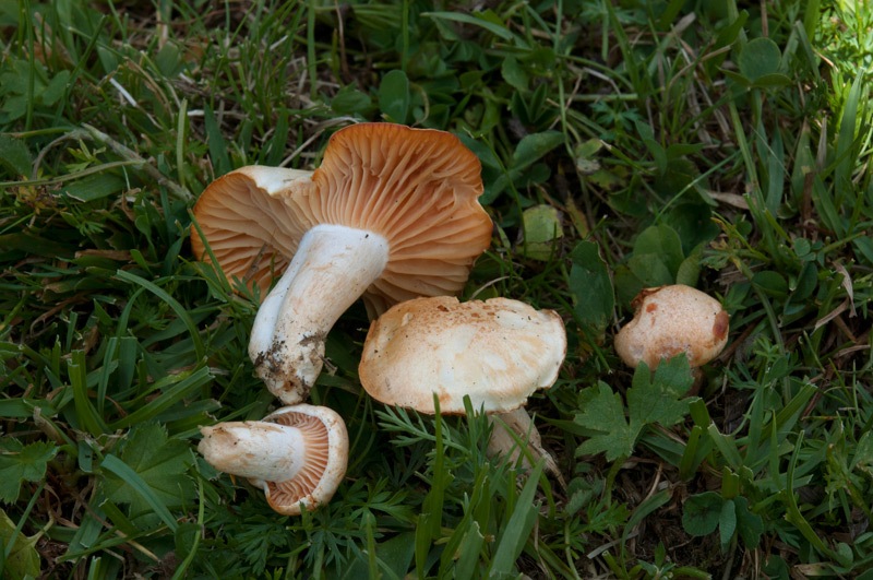 Hygrophorus-melizeus-5094_96_2024.jpg
