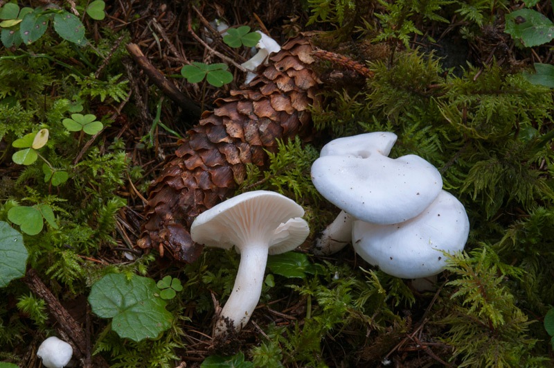Hygrophorus-picae-6062_63_2024.jpg
