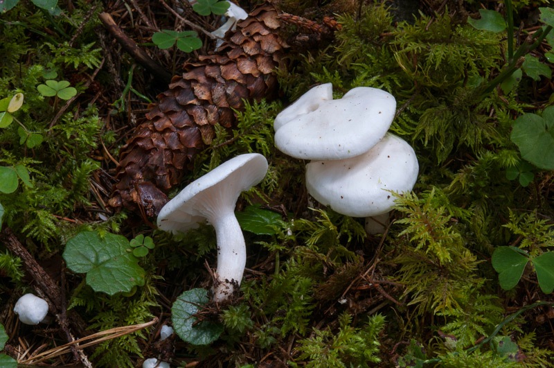 Hygrophorus-picae-6064_65_2024.jpg