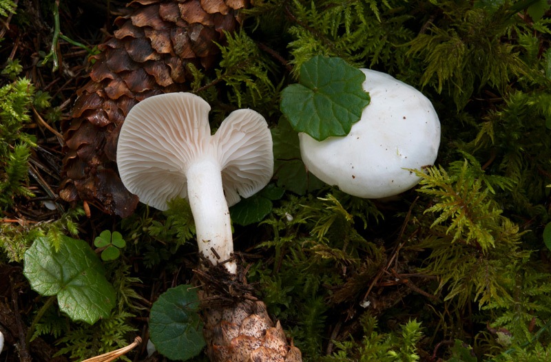 Hygrophorus-picae-6079_81_2024.jpg