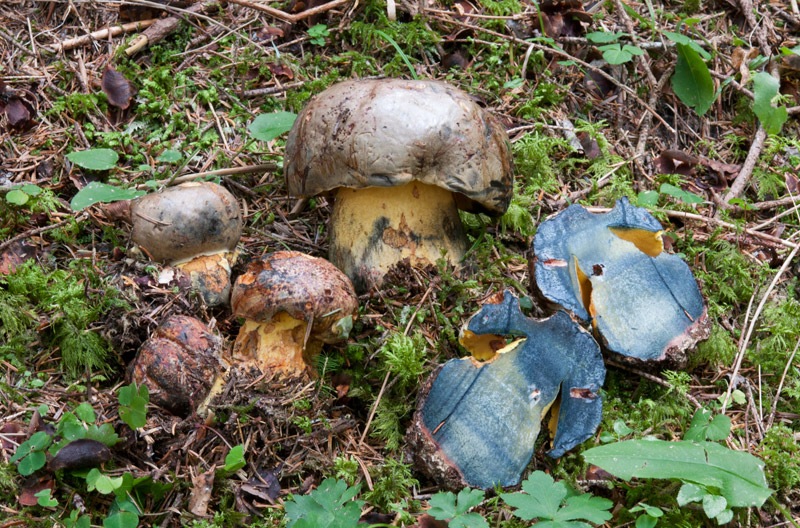 Imperator-torosus-4858_60_2024.jpg
