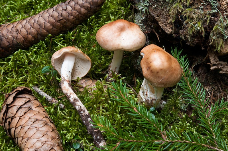 Phaeocollybia-lugubris-5875_2024.jpg