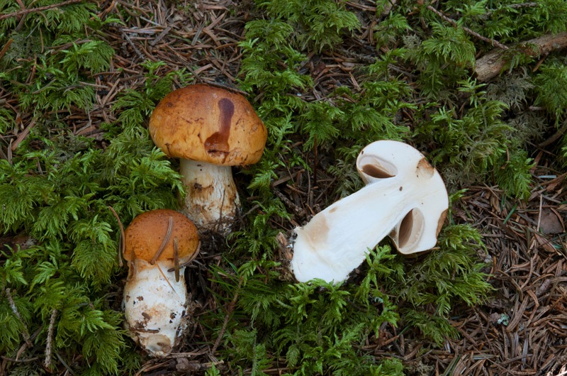 Phlegmacium-saginus-5437_41_2024.jpg