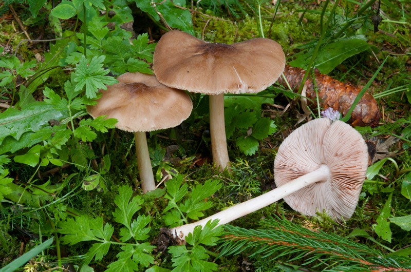 Pluteus-roseipes-5988_92_2024.jpg