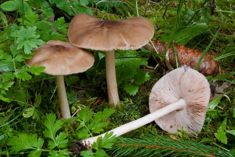 Pluteus-roseipes-5996_00_2024.jpg