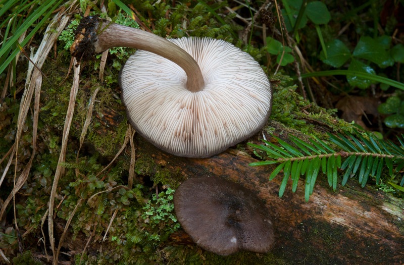Pluteus-tricuspidatus-5322_26_2024.jpg