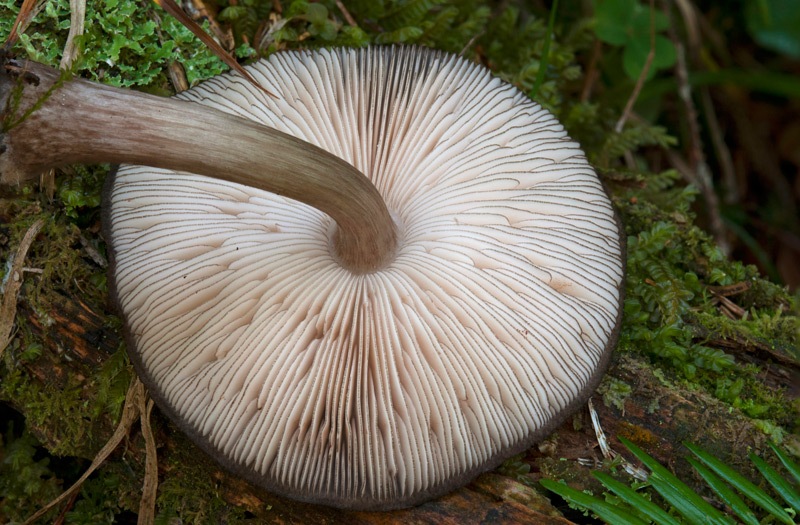 Pluteus-tricuspidatus-5332_38_2024.jpg