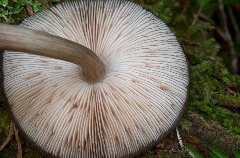 Pluteus-tricuspidatus-5339_42_2024.jpg