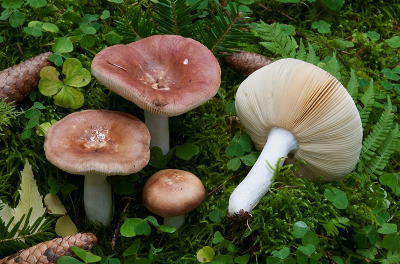 Russula-badia-5929_32_2024.jpg