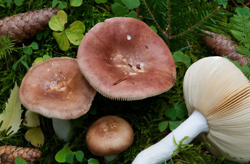 Russula-badia-5945_48_2024.jpg