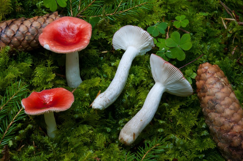 Russula-griseascens-5891_92_2024.jpg