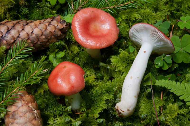Russula-griseascens-5901_02_2024.jpg