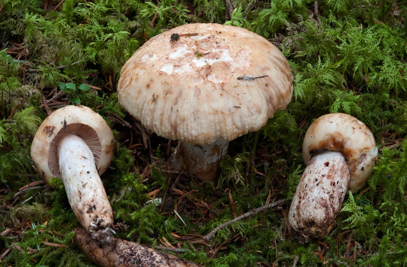 Russula-illota-4903_07_2024.jpg