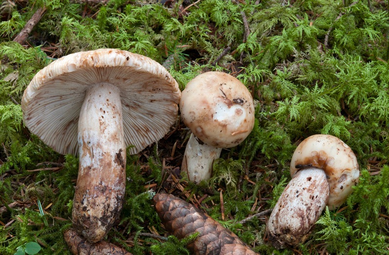 Russula-illota-4908_13_2024.jpg