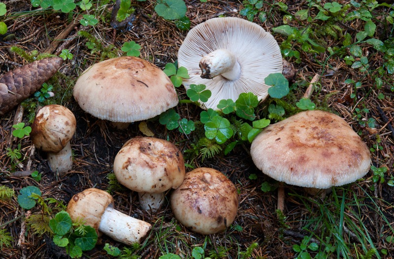 Russula-illota-6024_28_2024.jpg