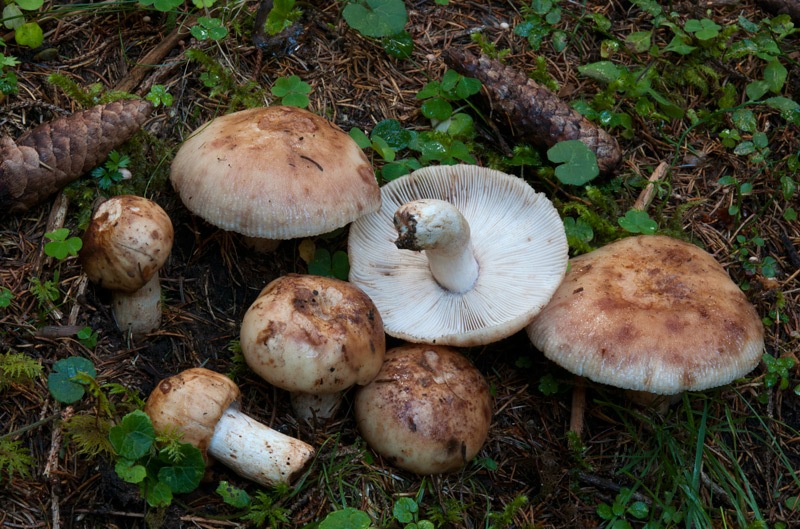 Russula-illota-6029_31_2024.jpg