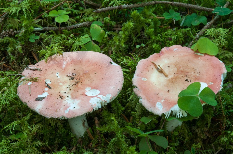 Russula-velutipes-4967_2024.jpg